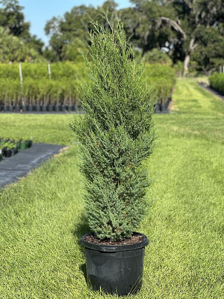 juniperus-virginiana-silicicola-southern-red-cedar