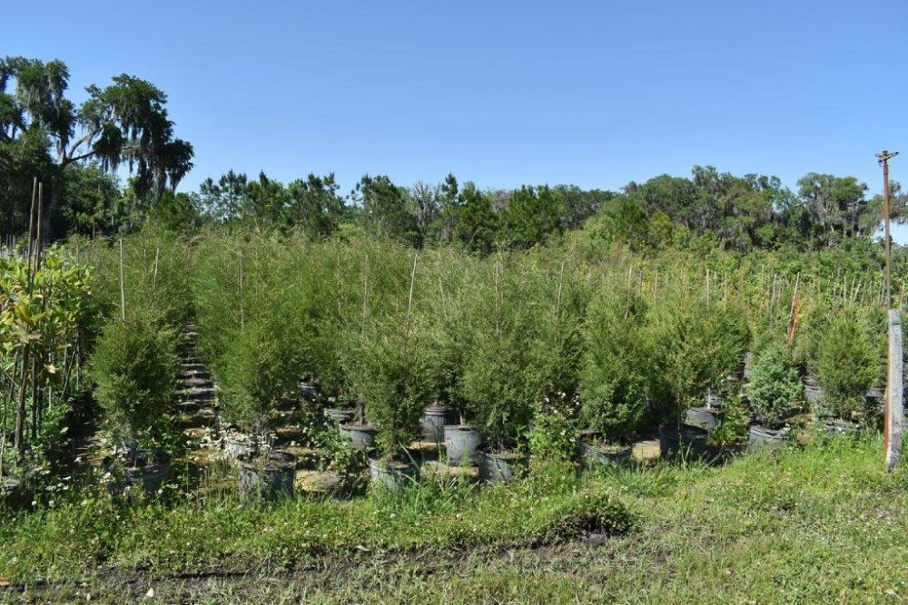 juniperus-virginiana-silicicola-southern-red-cedar