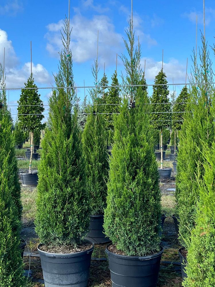 juniperus-virginiana-silicicola-southern-red-cedar