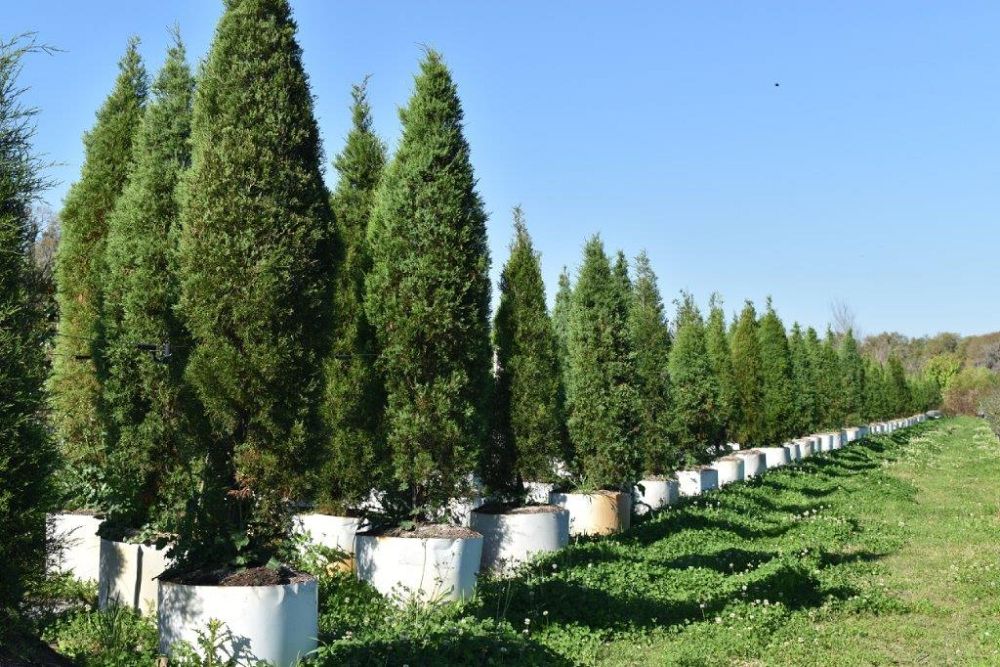juniperus-virginiana-silicicola-southern-red-cedar