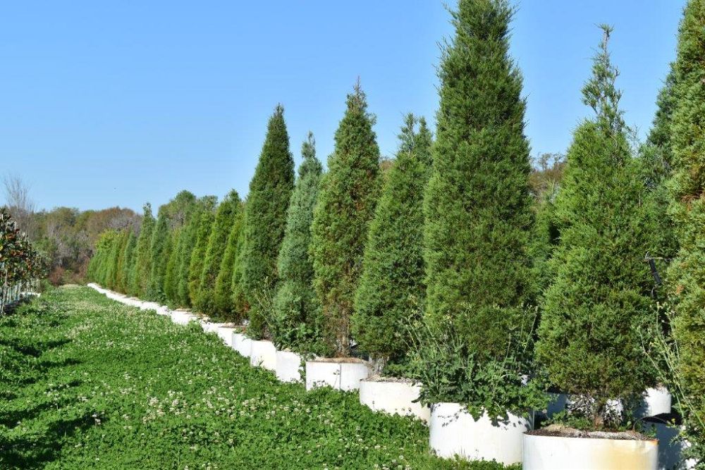 juniperus-virginiana-silicicola-southern-red-cedar