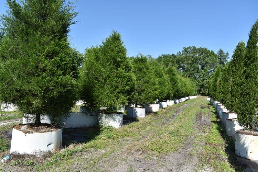 juniperus-virginiana-silicicola-southern-red-cedar