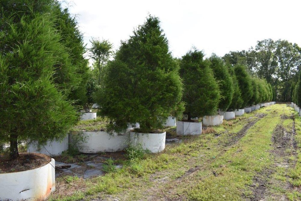 juniperus-virginiana-silicicola-southern-red-cedar