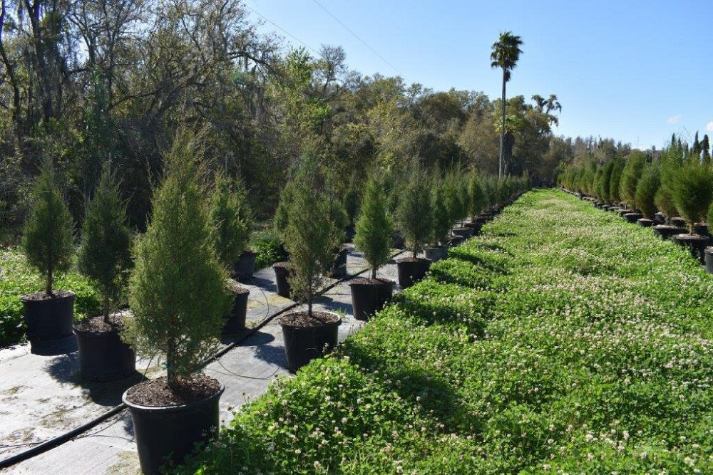 juniperus-virginiana-silicicola-southern-red-cedar