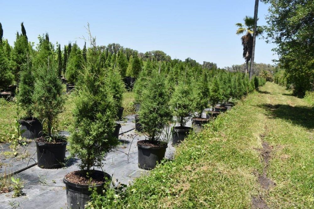 juniperus-virginiana-silicicola-southern-red-cedar