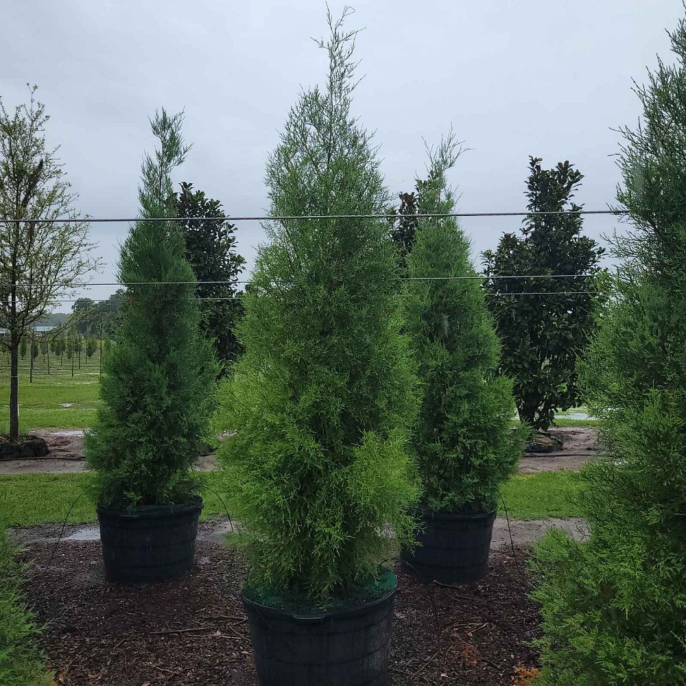 juniperus-virginiana-silicicola-southern-red-cedar