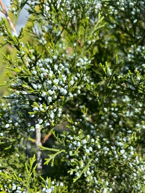 juniperus-virginiana-silicicola-southern-red-cedar