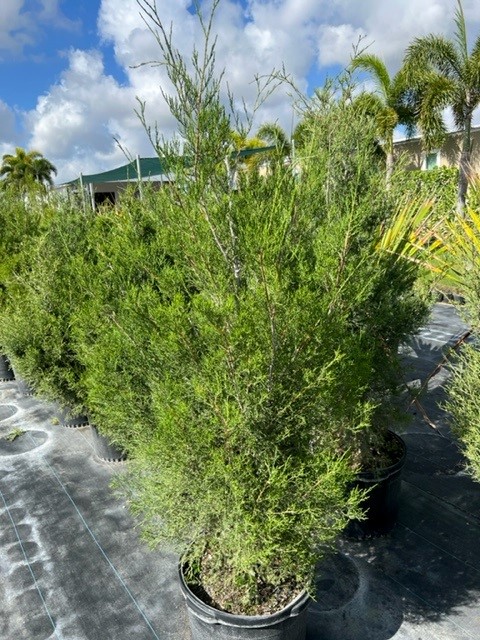 juniperus-virginiana-silicicola-southern-red-cedar