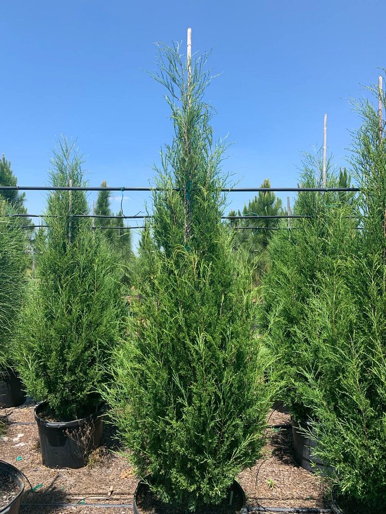 juniperus-virginiana-silicicola-southern-red-cedar