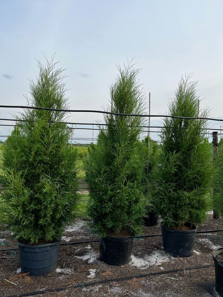 juniperus-virginiana-silicicola-southern-red-cedar