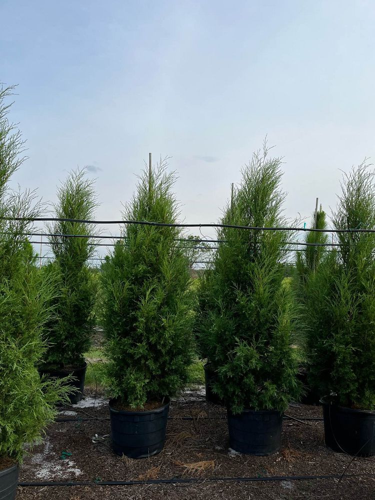 juniperus-virginiana-silicicola-southern-red-cedar