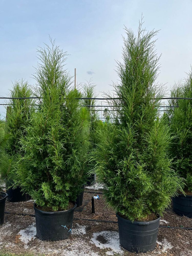 juniperus-virginiana-silicicola-southern-red-cedar