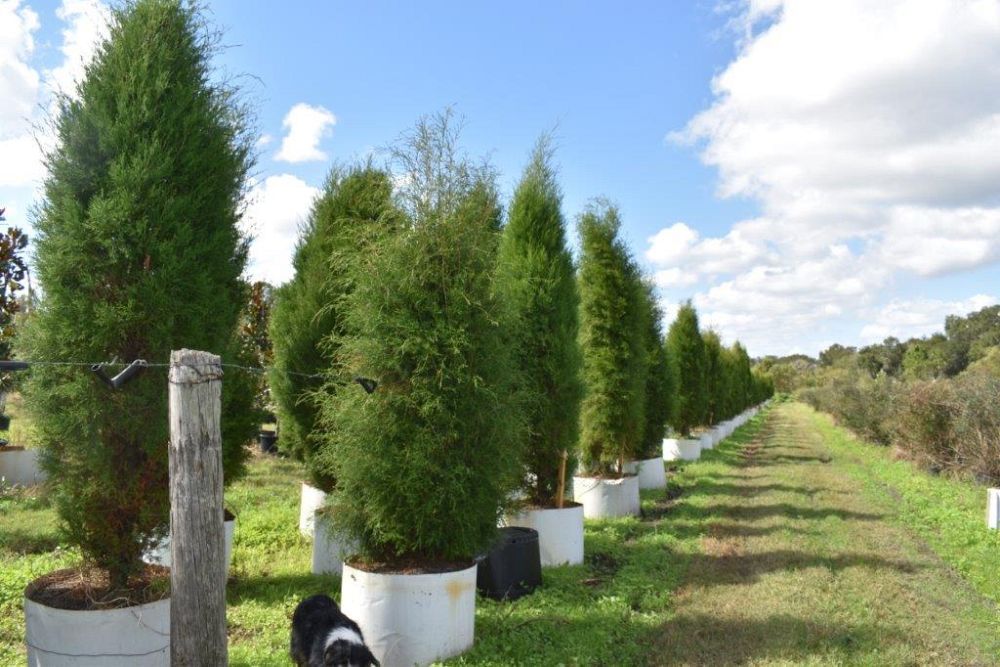 juniperus-virginiana-silicicola-southern-red-cedar