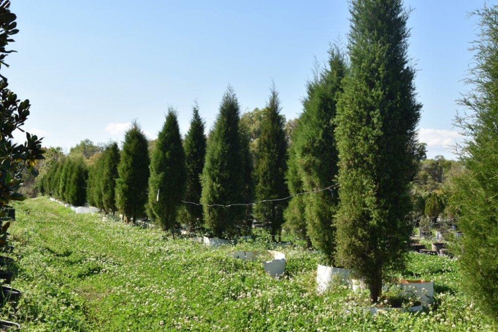 juniperus-virginiana-silicicola-southern-red-cedar