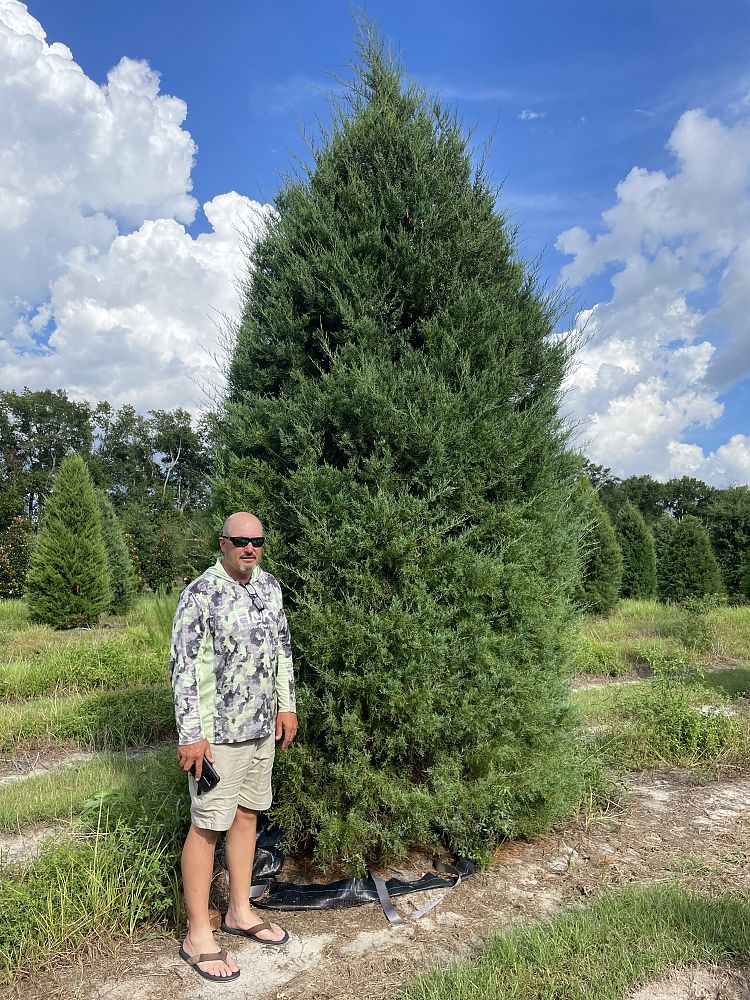 juniperus-virginiana-silicicola-southern-red-cedar