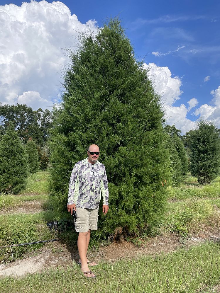 juniperus-virginiana-silicicola-southern-red-cedar