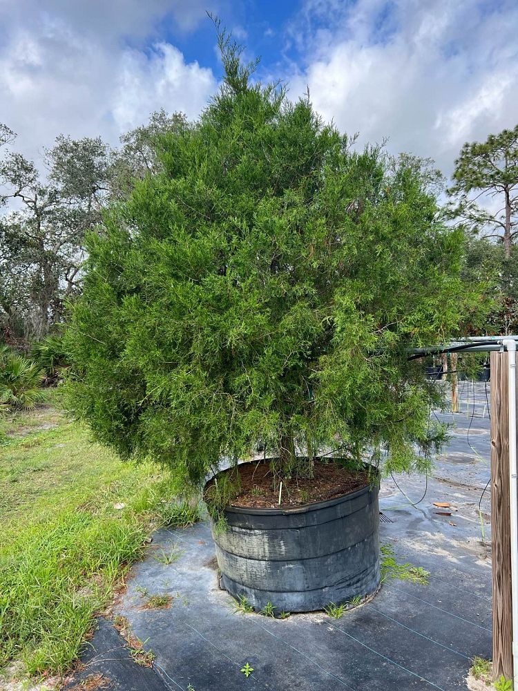 juniperus-virginiana-silicicola-southern-red-cedar