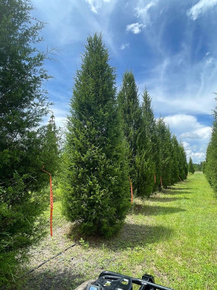juniperus-virginiana-silicicola-southern-red-cedar