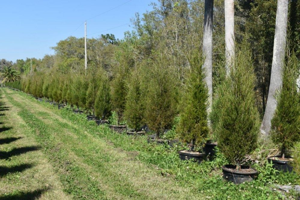 juniperus-virginiana-silicicola-southern-red-cedar