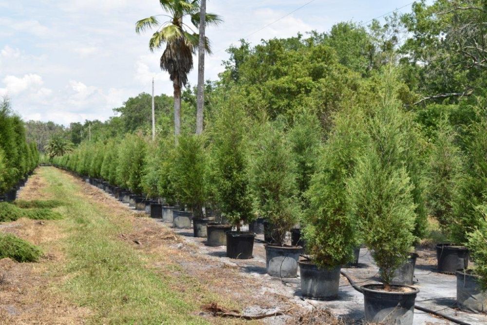 juniperus-virginiana-silicicola-southern-red-cedar