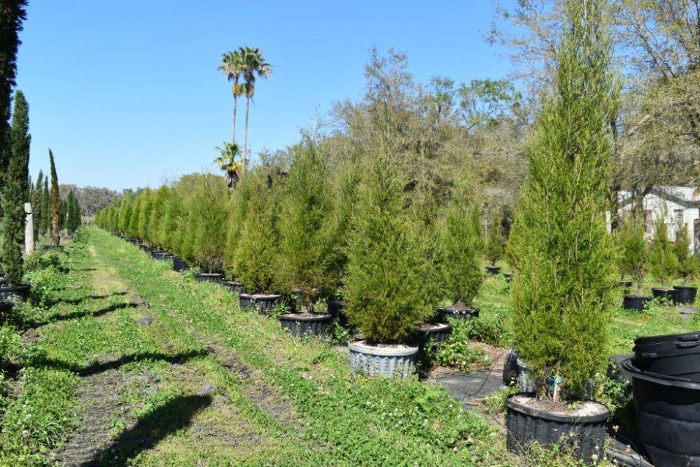juniperus-virginiana-silicicola-southern-red-cedar
