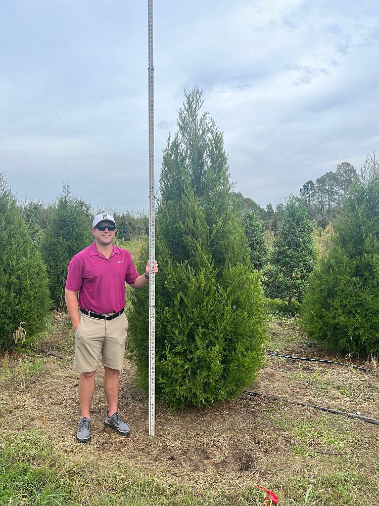 juniperus-virginiana-silicicola-southern-red-cedar