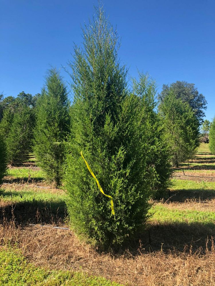 juniperus-virginiana-silicicola-southern-red-cedar