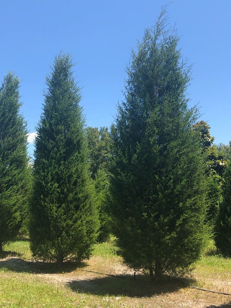 juniperus-virginiana-silicicola-southern-red-cedar