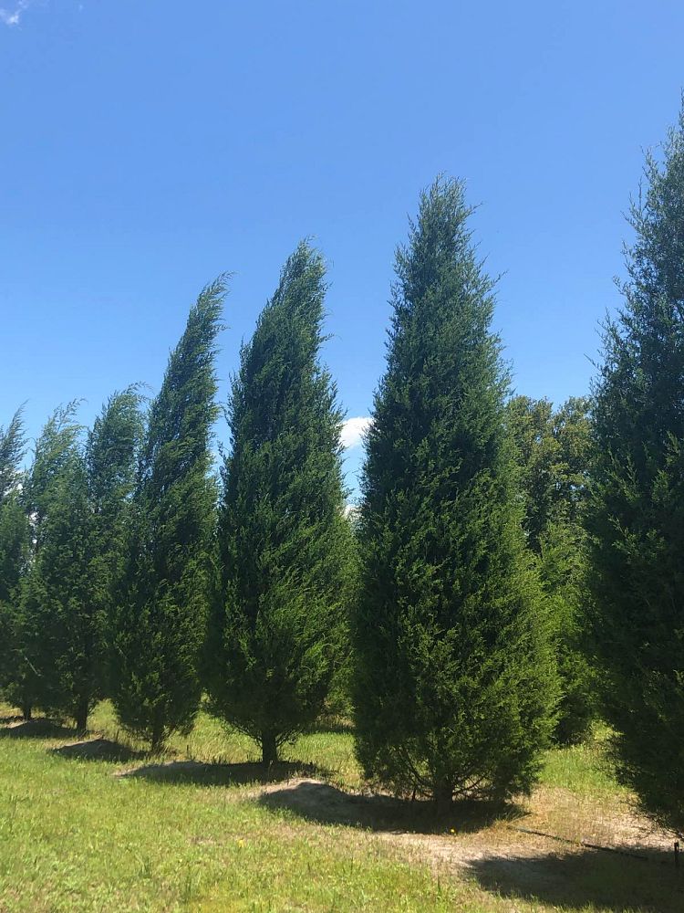 juniperus-virginiana-silicicola-southern-red-cedar