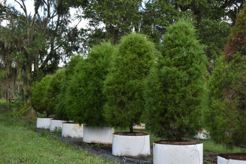 juniperus-virginiana-silicicola-southern-red-cedar