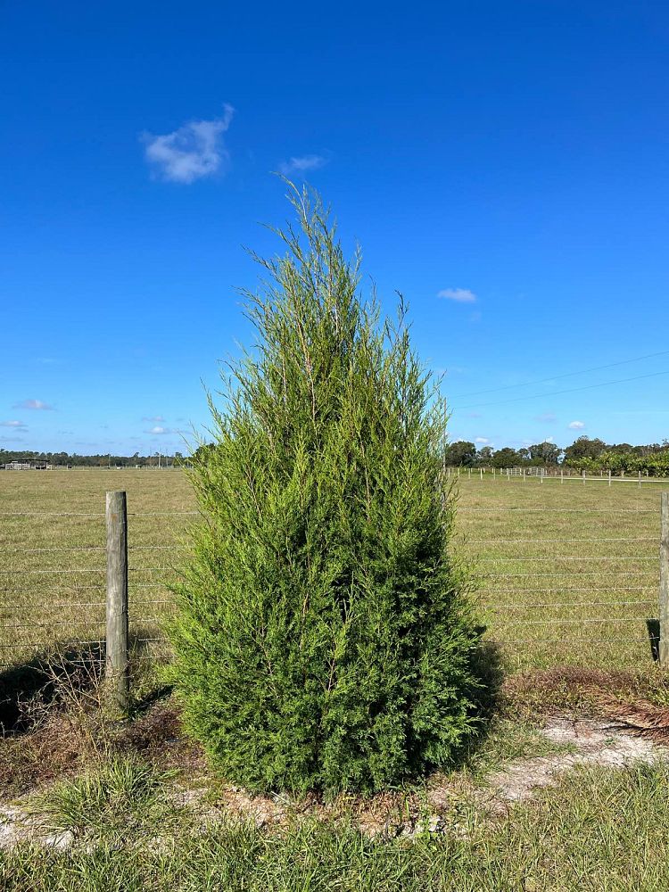 juniperus-virginiana-silicicola-southern-red-cedar