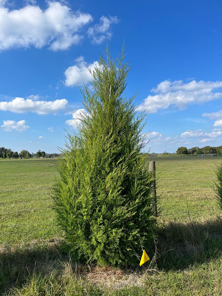 juniperus-virginiana-silicicola-southern-red-cedar