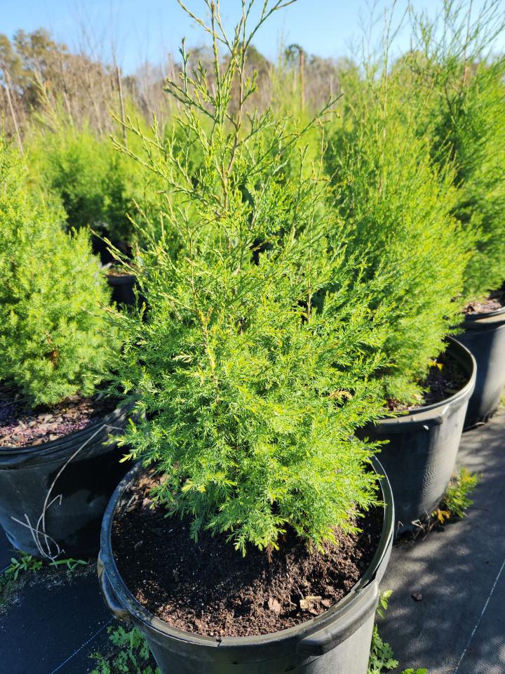 juniperus-virginiana-silicicola-southern-red-cedar