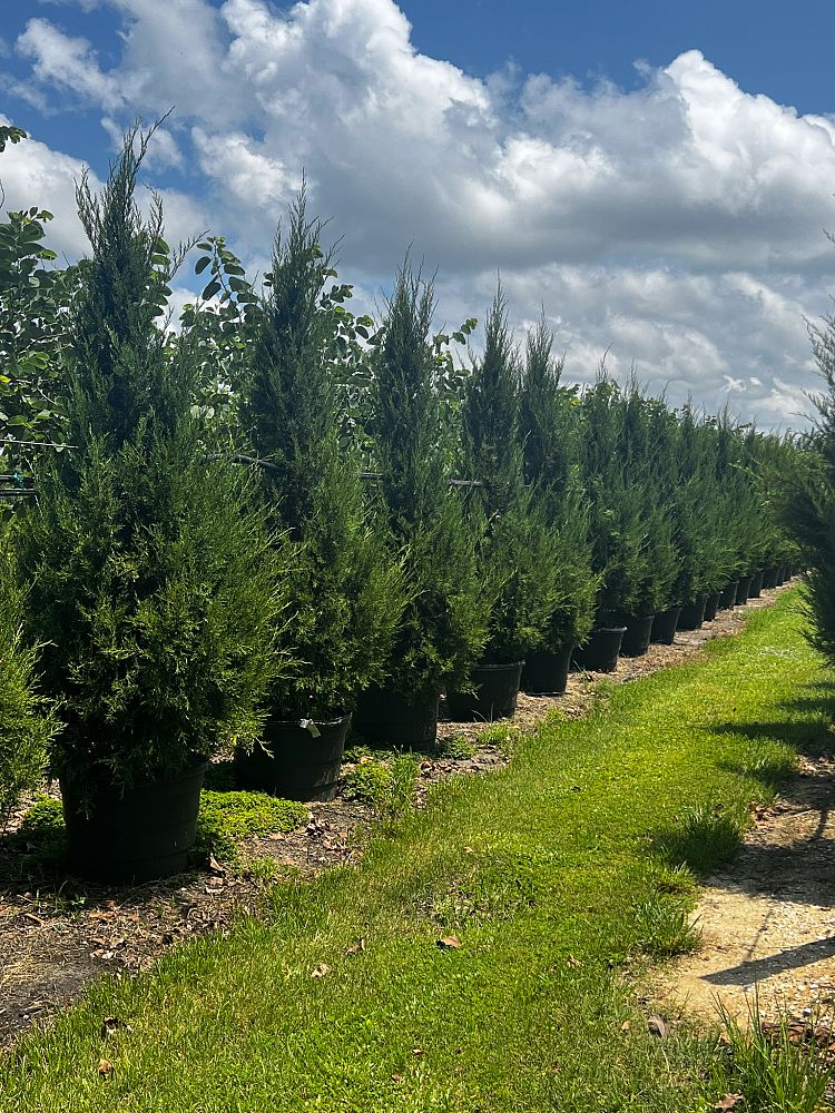 juniperus-virginiana-silicicola-southern-red-cedar