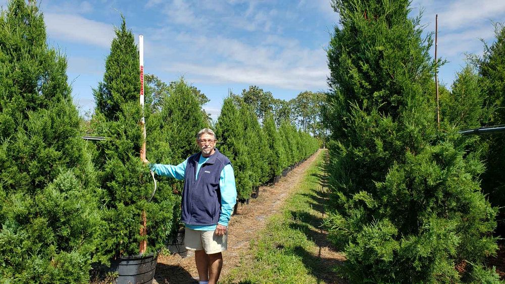 juniperus-virginiana-silicicola-southern-red-cedar