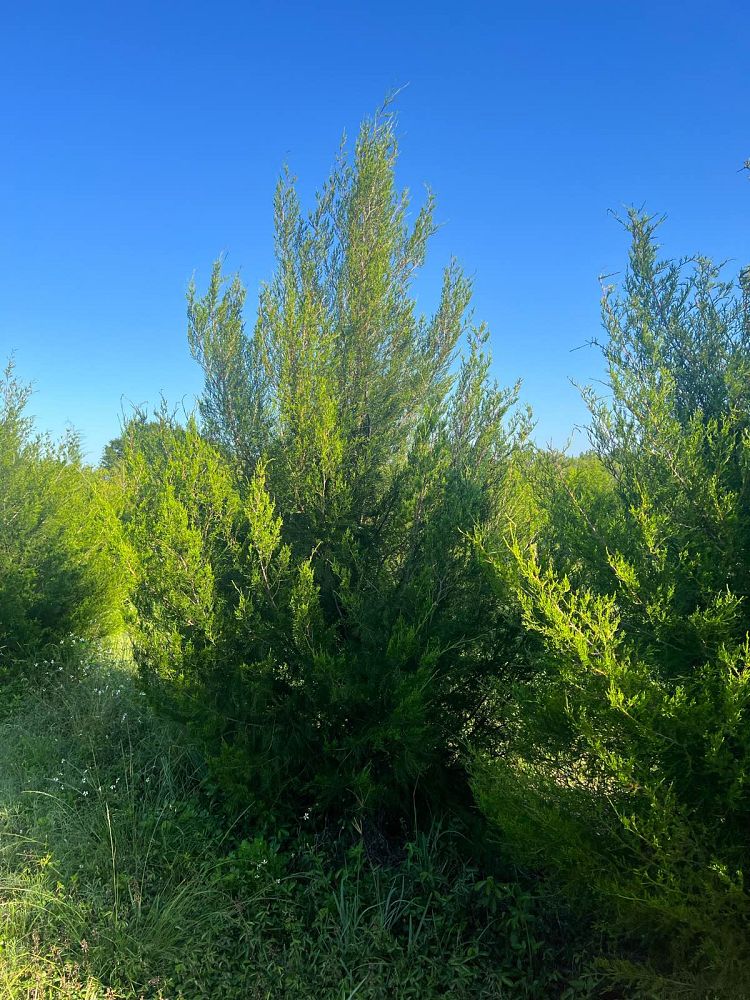 juniperus-virginiana-silicicola-southern-red-cedar