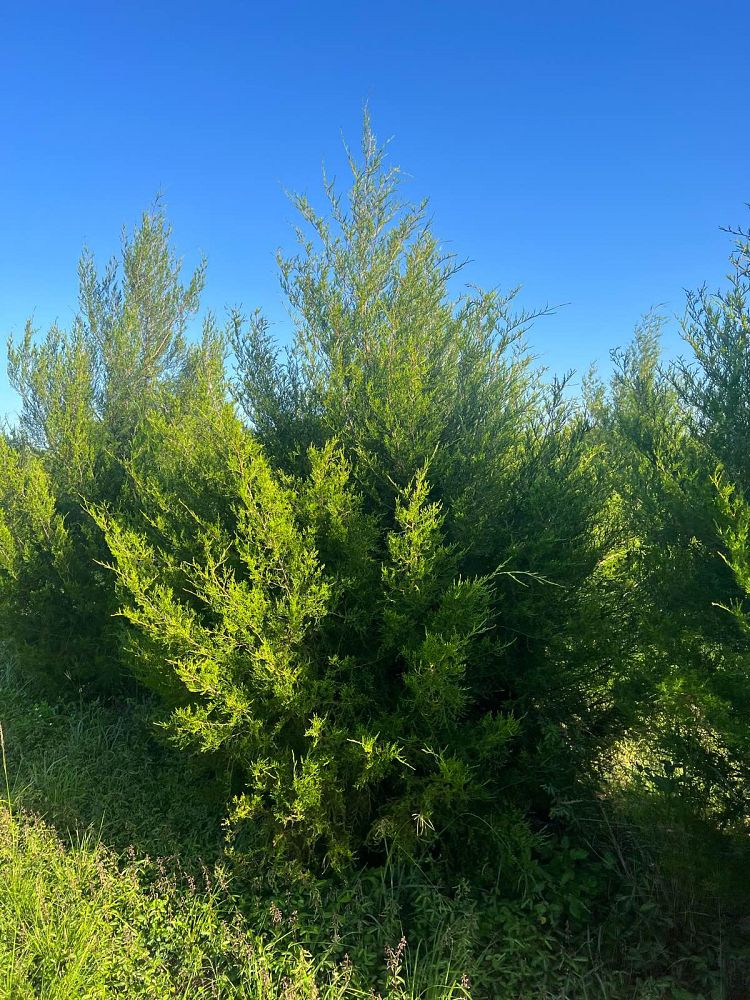 juniperus-virginiana-silicicola-southern-red-cedar