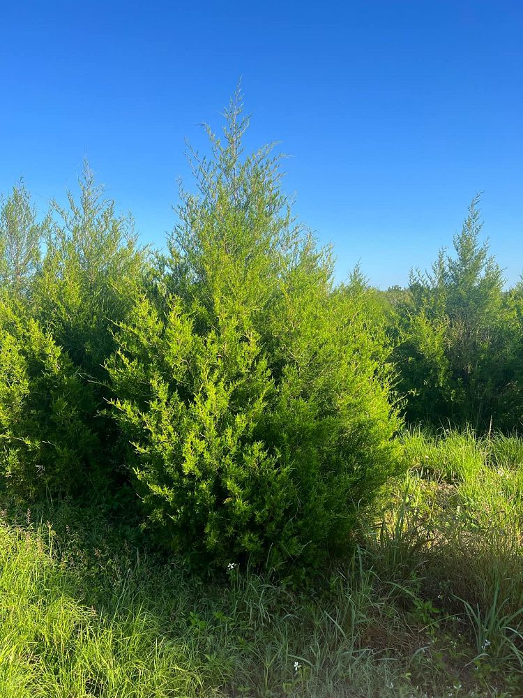 juniperus-virginiana-silicicola-southern-red-cedar