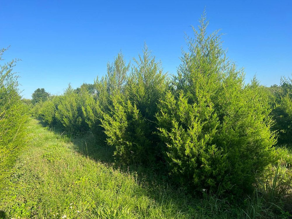 juniperus-virginiana-silicicola-southern-red-cedar