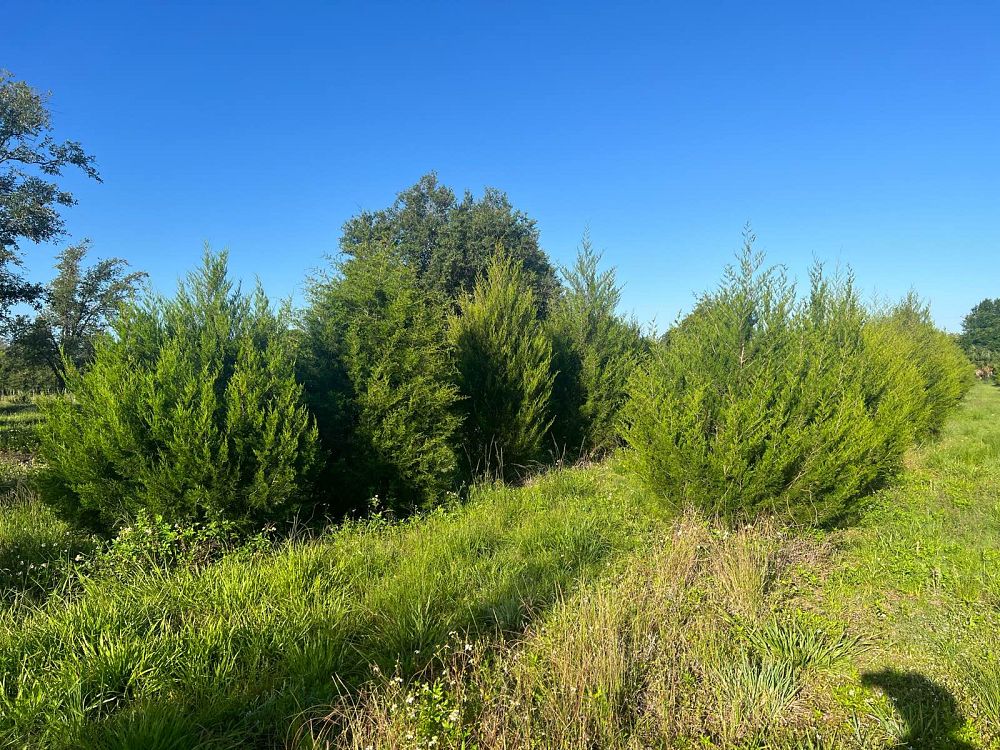 juniperus-virginiana-silicicola-southern-red-cedar