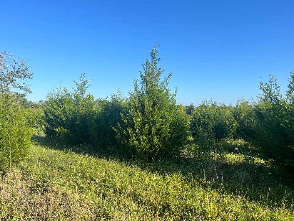 juniperus-virginiana-silicicola-southern-red-cedar