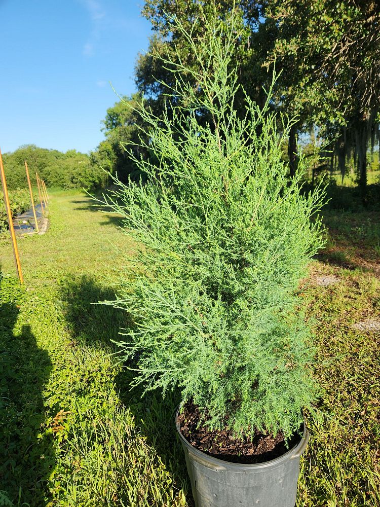 juniperus-virginiana-silicicola-southern-red-cedar