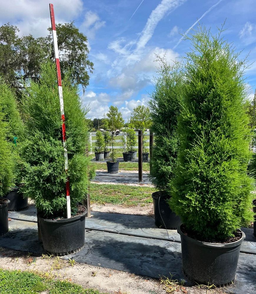 juniperus-virginiana-silicicola-southern-red-cedar