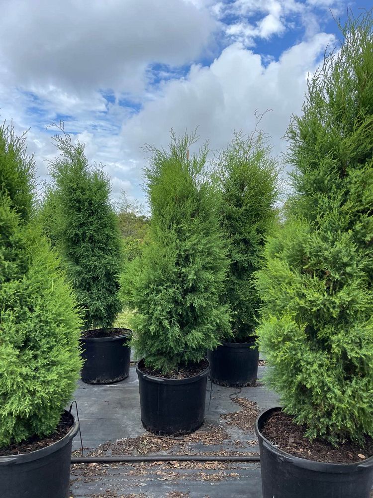 juniperus-virginiana-silicicola-southern-red-cedar