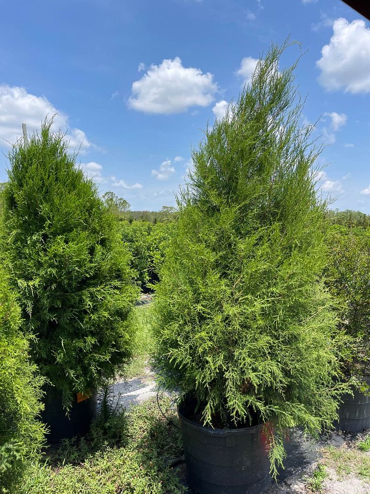 juniperus-virginiana-silicicola-southern-red-cedar