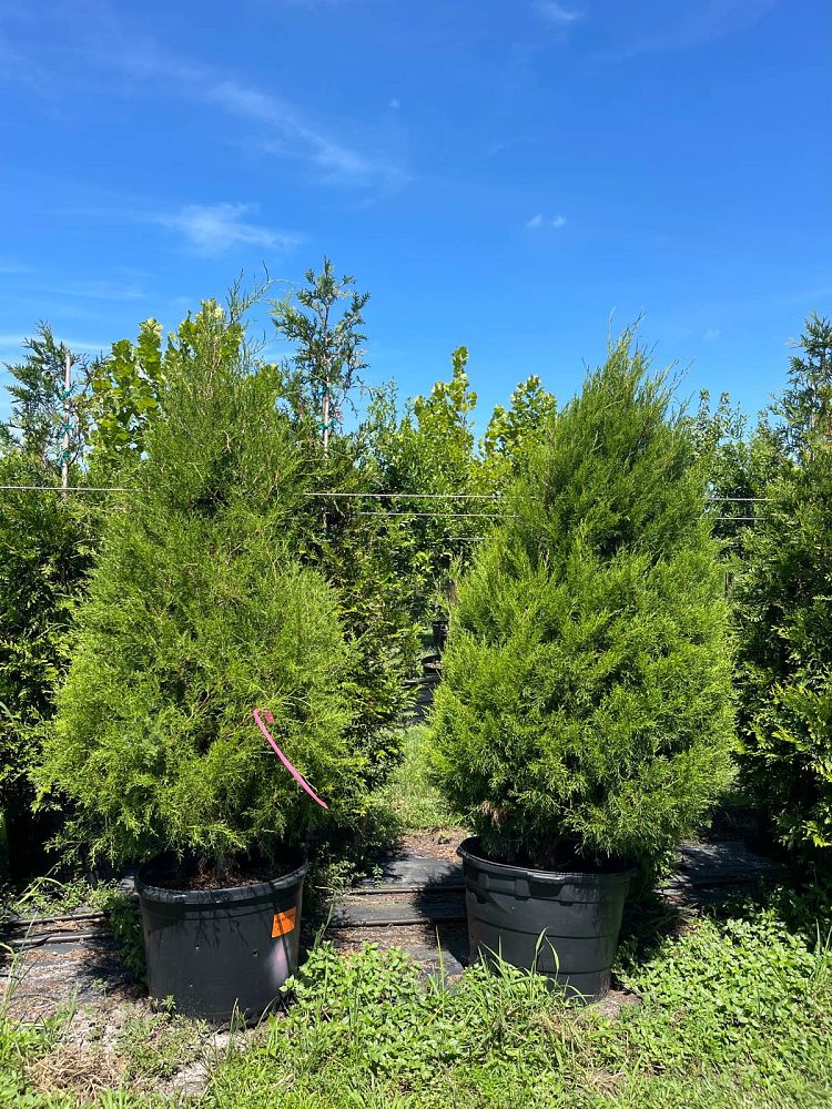 juniperus-virginiana-silicicola-southern-red-cedar