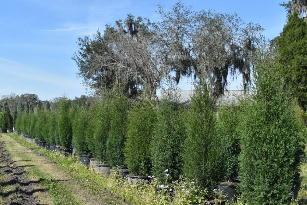 juniperus-virginiana-silicicola-southern-red-cedar