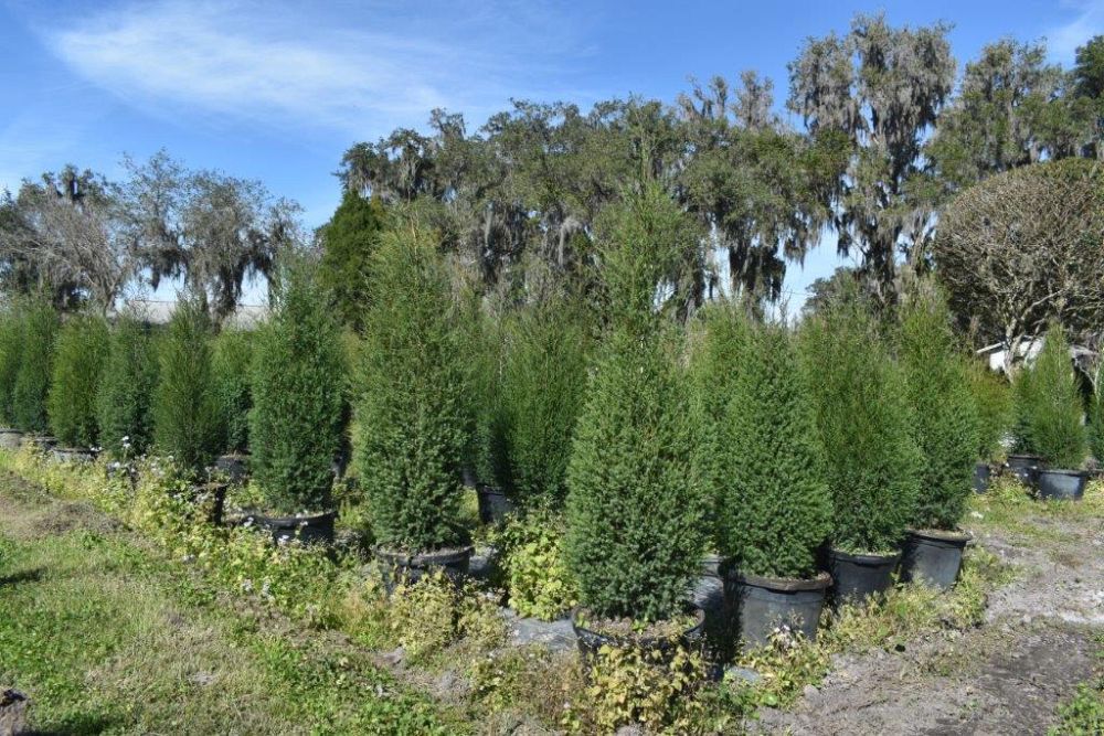 juniperus-virginiana-silicicola-southern-red-cedar