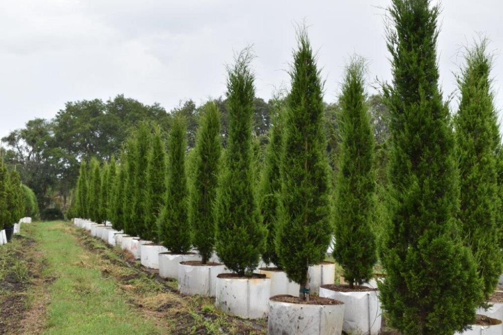 juniperus-virginiana-silicicola-southern-red-cedar