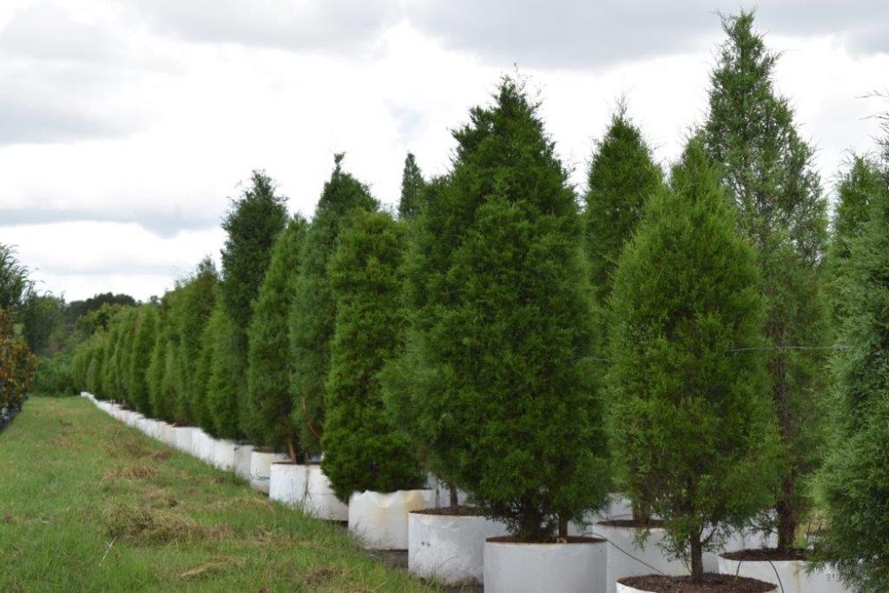 juniperus-virginiana-silicicola-southern-red-cedar